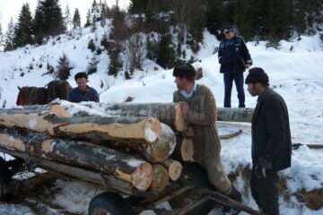 Lemn transportat cu căruța