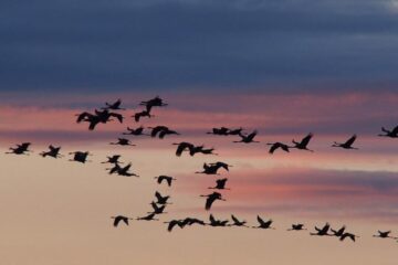 “Ziua Mondială a Păsărilor Migratoare” – 11 mai 2019