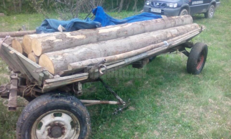 Bărbat prins în timp ce încărca în căruță mai mulți arbori tăiați ilegal Bărbat prins în timp ce încărca în căruță mai mulți arbori tăiați ilegal