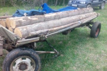 Bărbat prins în timp ce încărca în căruță mai mulți arbori tăiați ilegal Bărbat prins în timp ce încărca în căruță mai mulți arbori tăiați ilegal