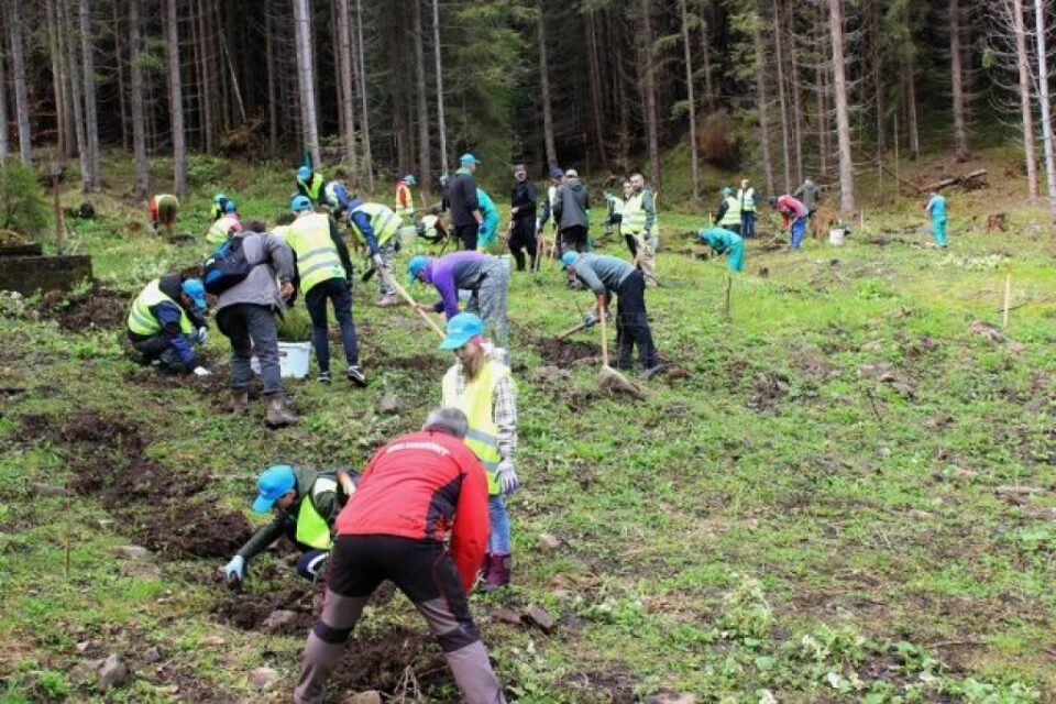 Carmen Brumă și voluntarii din Vatra Dornei au plantat 2.000 de puieți de brad la Dorna Candrenilor