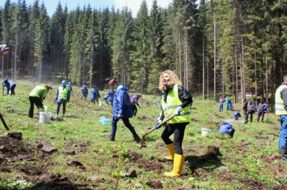 Carmen Brumă și voluntarii din Vatra Dornei au plantat 2.000 de puieți de brad la Dorna Candrenilor
