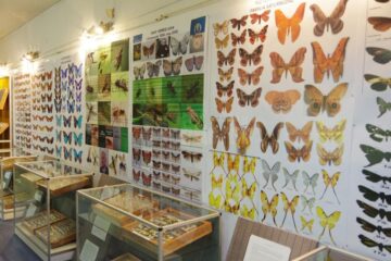 Expoziția temporară „Curcubee înaripate”, vernisată, miercuri, la Muzeul de Științele Naturii