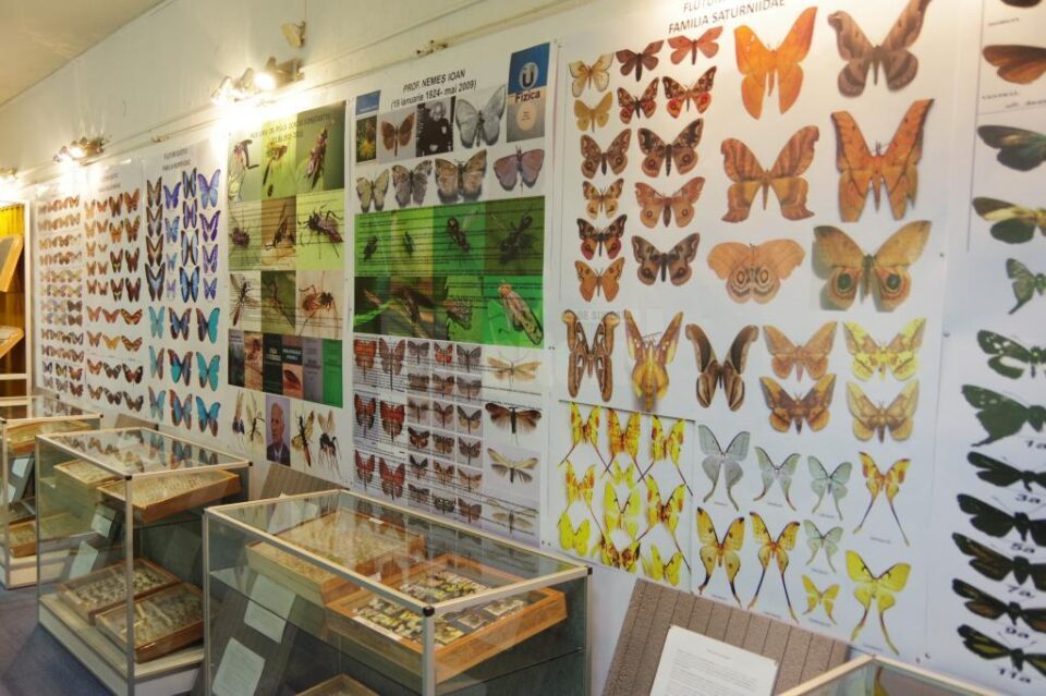 Expoziția temporară „Curcubee înaripate”, vernisată, miercuri, la Muzeul de Științele Naturii