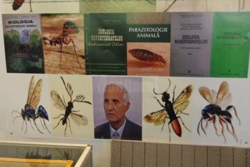 Expoziția temporară „Curcubee înaripate”, vernisată, miercuri, la Muzeul de Științele Naturii
