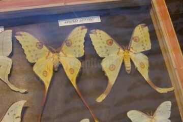 Expoziția temporară „Curcubee înaripate”, vernisată, miercuri, la Muzeul de Științele Naturii
