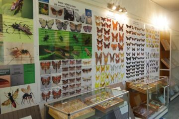 Expoziția temporară „Curcubee înaripate”, vernisată, miercuri, la Muzeul de Științele Naturii