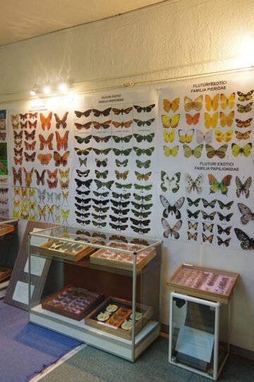 Expoziția temporară „Curcubee înaripate”, vernisată, miercuri, la Muzeul de Științele Naturii