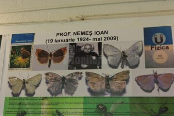 Expoziția temporară „Curcubee înaripate”, vernisată, miercuri, la Muzeul de Științele Naturii