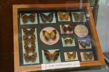 Expoziția temporară „Curcubee înaripate”, vernisată, miercuri, la Muzeul de Științele Naturii
