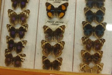 Expoziția temporară „Curcubee înaripate”, vernisată, miercuri, la Muzeul de Științele Naturii