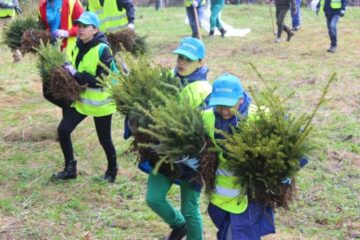 Carmen Brumă și voluntarii din Vatra Dornei au plantat 2.000 de puieți de brad la Dorna Candrenilor