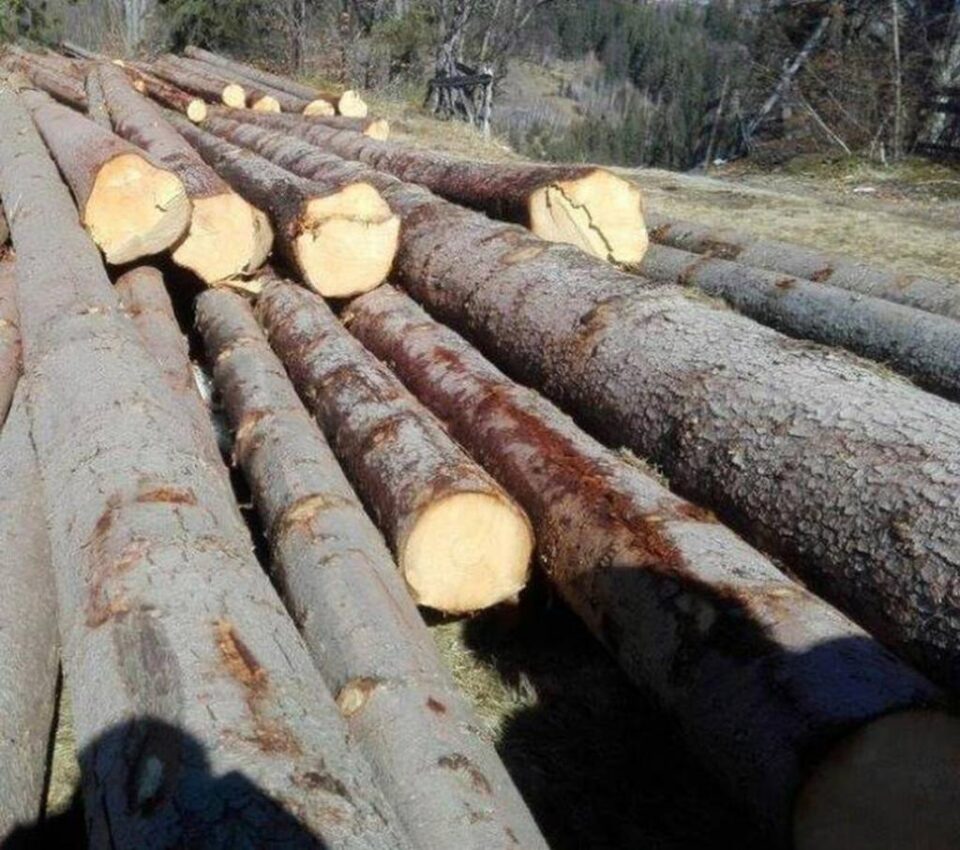 Acțiune de amploare în întreg județul, pentru combaterea infracționalității silvice