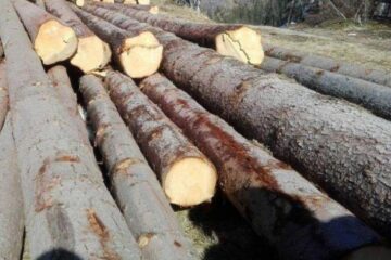 Acțiune de amploare în întreg județul, pentru combaterea infracționalității silvice