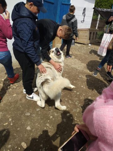 Sprijin pentru animăluțe din partea elevilor