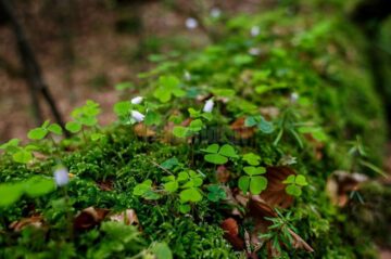 Specialiști din 11 țări, prezenți la Suceava, la întâlnirea Comitetului de Management al siturilor din Patrimoniul Mondial Natural al UNESCO