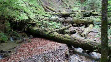 Specialiști din 11 țări, prezenți la Suceava, la întâlnirea Comitetului de Management al siturilor din Patrimoniul Mondial Natural al UNESCO