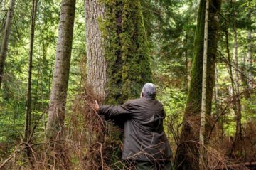 Codrii Seculari de la Slătioara, incluși în Patrimoniul Mondial Natural al UNESCO