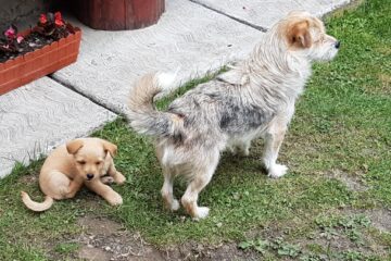 Campanie de sterilizare și microcipare a câinilor, în municipiul Suceava