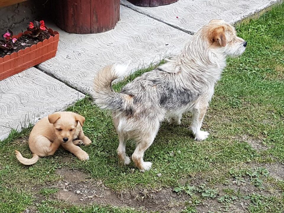 Campanie de sterilizare și microcipare pentru câinii de rasă comuna și metiși