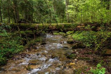 Suceava găzduiește Reuniunea directorilor generali în domeniul pădurilor din Europa