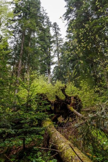 Suceava găzduiește Reuniunea directorilor generali în domeniul pădurilor din Europa