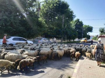 Cu turma de oi printre mașini, pe străzile din Rădăuți