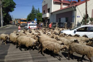 Cu oile prin oraș la Rădăuți