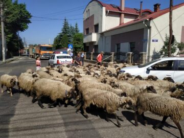 Cu oile prin oraș la Rădăuți
