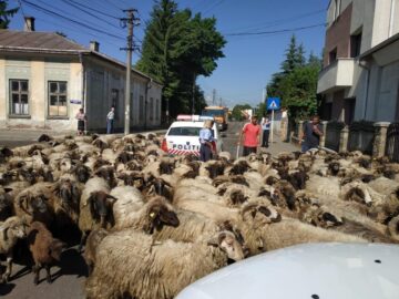 Cu turma de oi printre mașini, pe străzile din Rădăuți