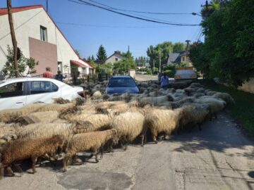 Cu turma de oi printre mașini, pe străzile din Rădăuți