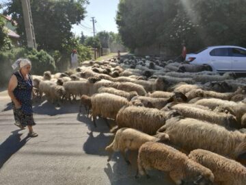Cu oile prin oraș la Rădăuți