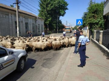 Cu turma de oi printre mașini, pe străzile din Rădăuți