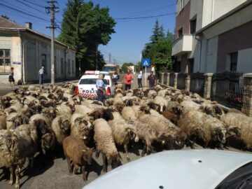 Cu turma de oi printre mașini, pe străzile din Rădăuți