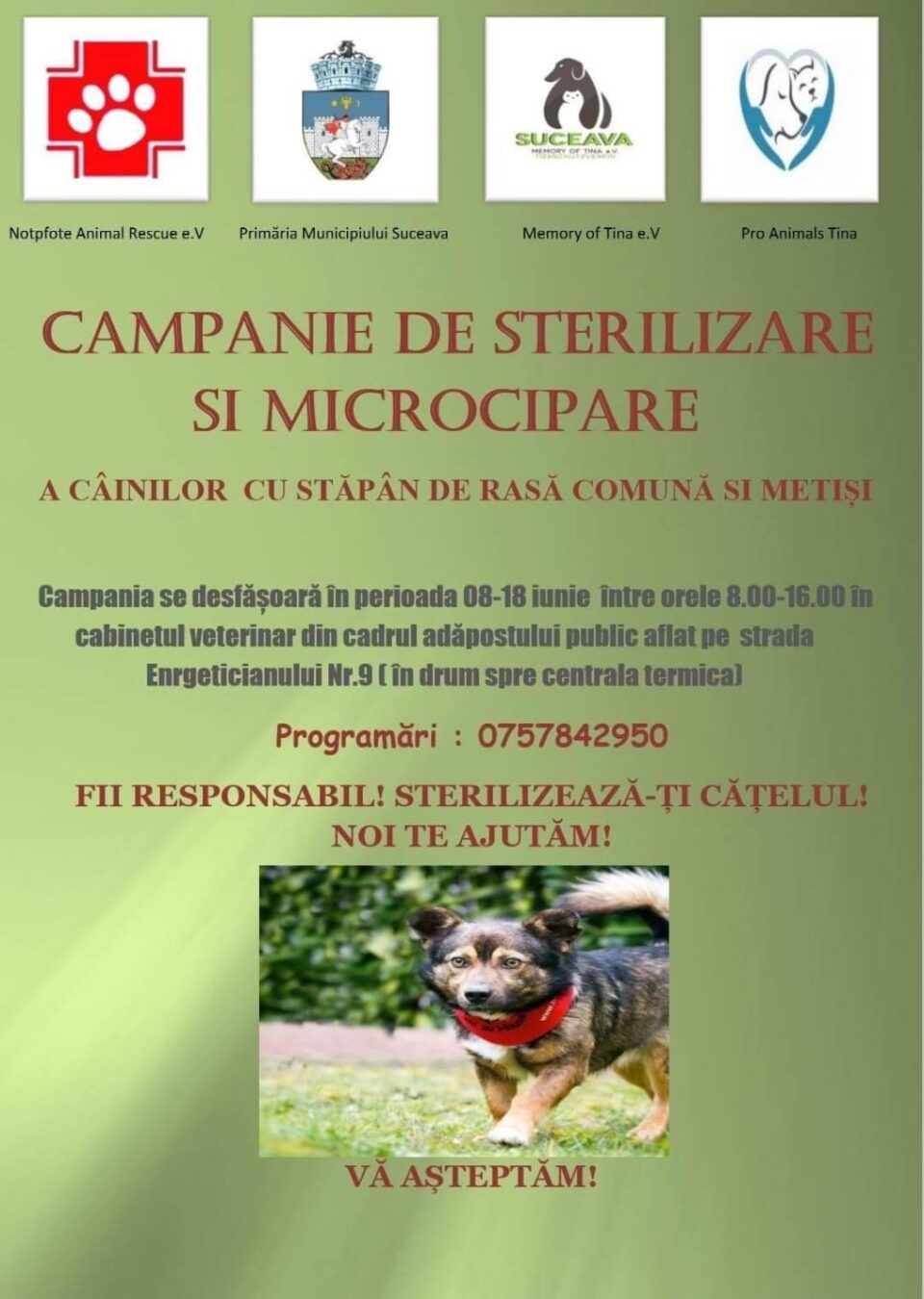 Campania de sterilizare și microcipare a câinilor continuă