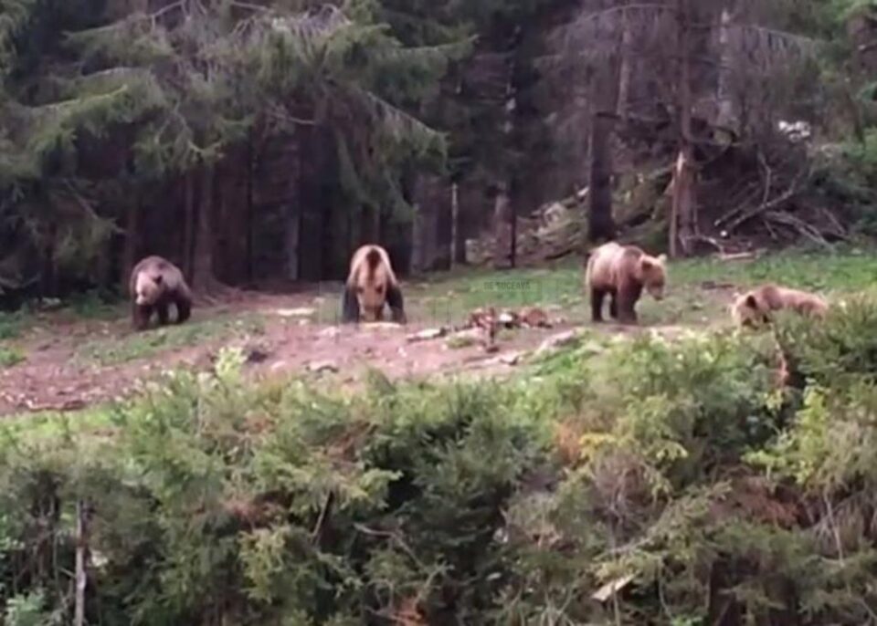 Patru urși ieșiți din pădure să mănânce, la Broșteni