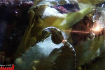 Muzeul Oceanografic din Monaco