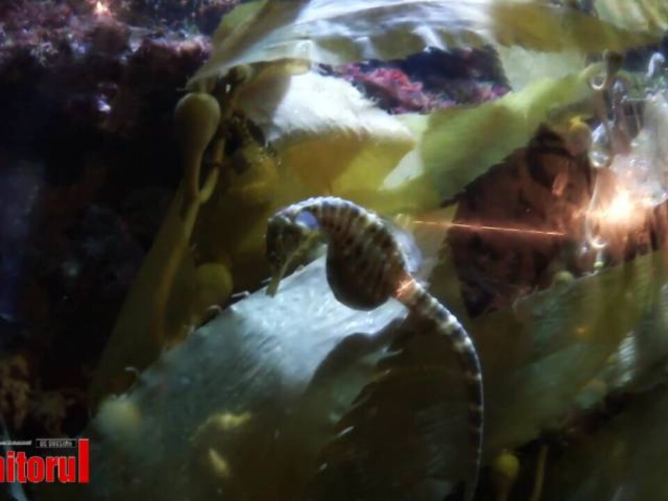 Muzeul Oceanografic din Monaco