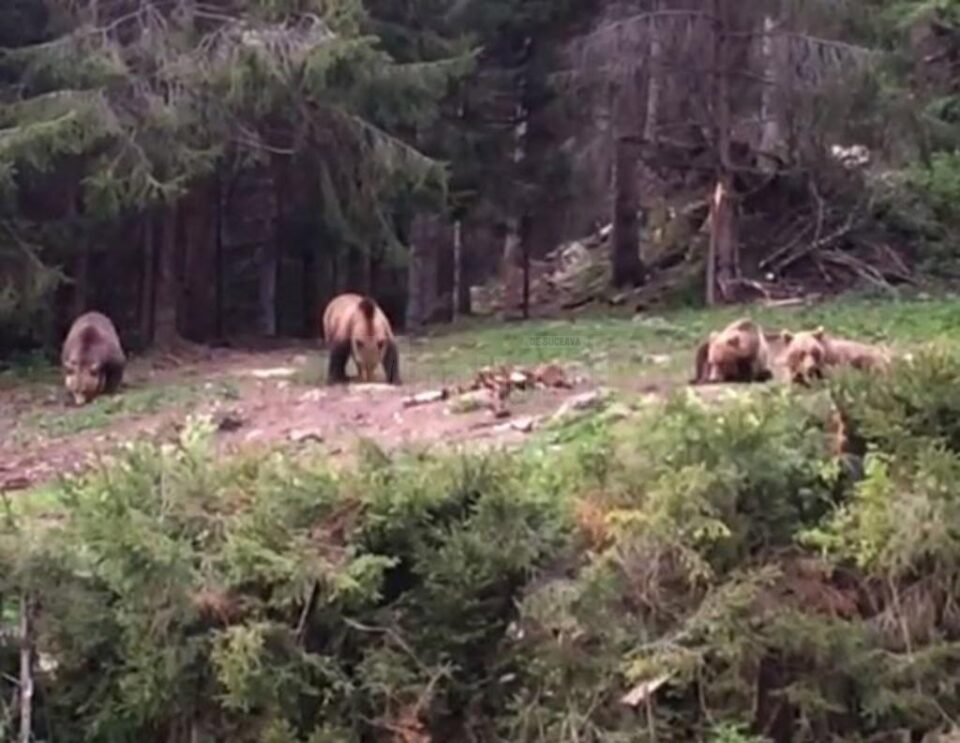 Patru urși ieșiți din pădure să mănânce, la Broșteni