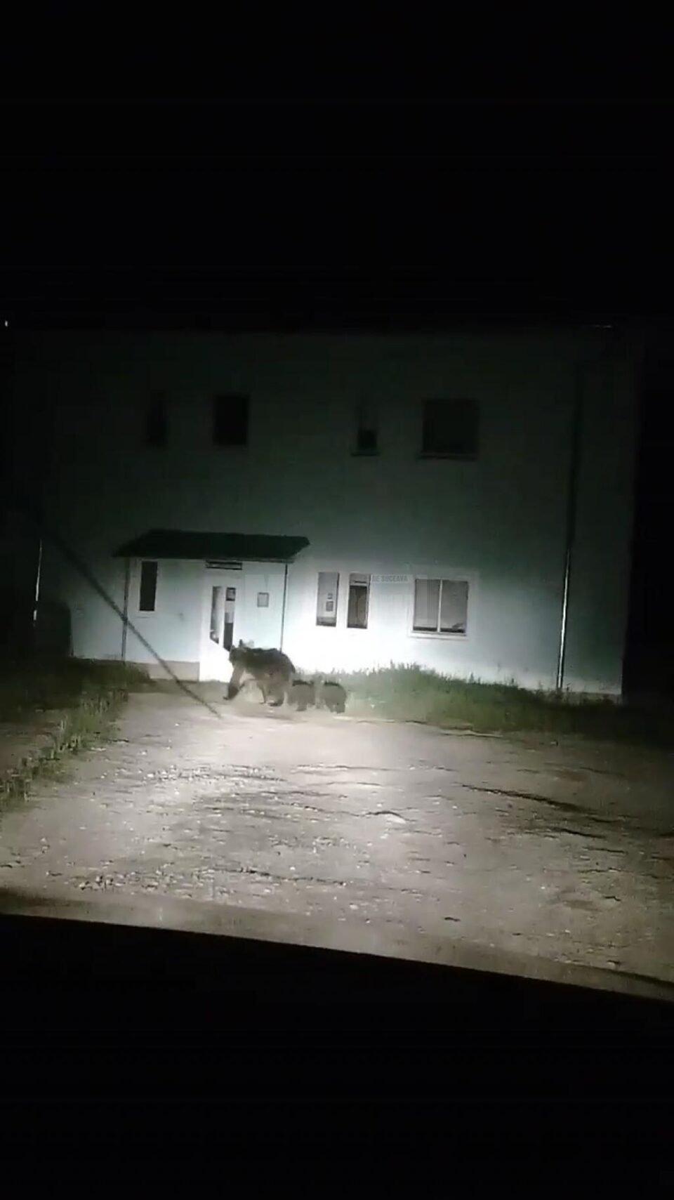 Ursoaica cu cei doi pui, la Câmpulung