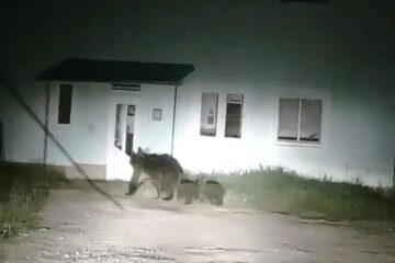 Ursoaica cu pui, în fața fostului dispensar, pe strada Căprioarei din Câmpulung Moldovenesc