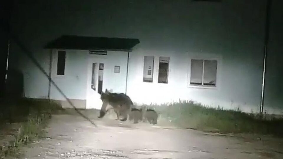 Ursoaica cu pui, în fața fostului dispensar, pe strada Căprioarei din Câmpulung Moldovenesc