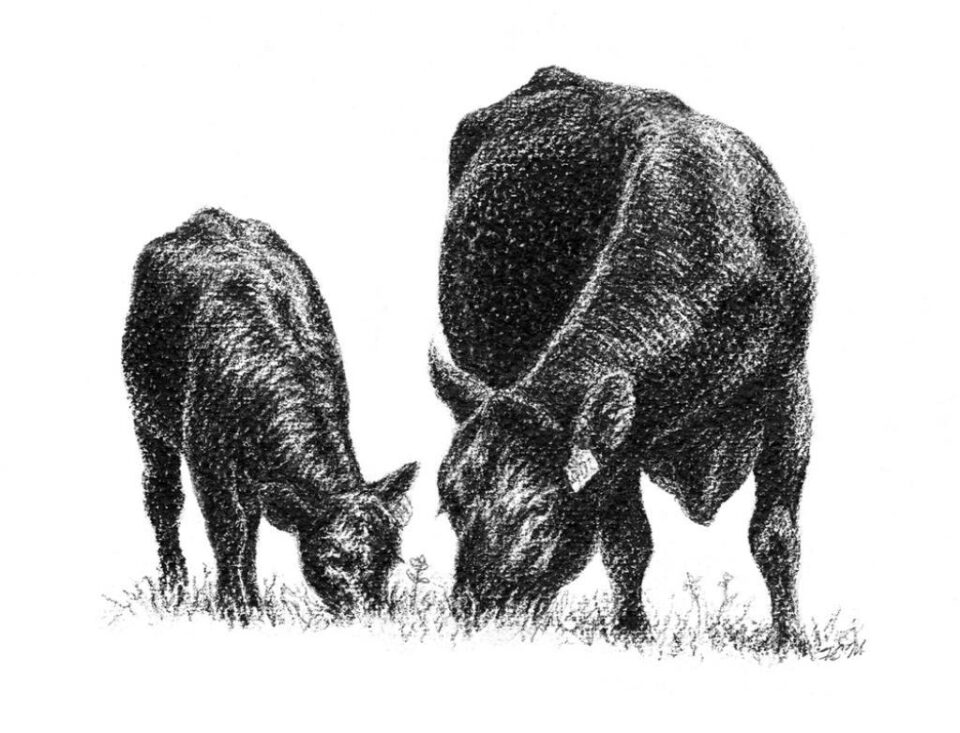 Rasa vitelor