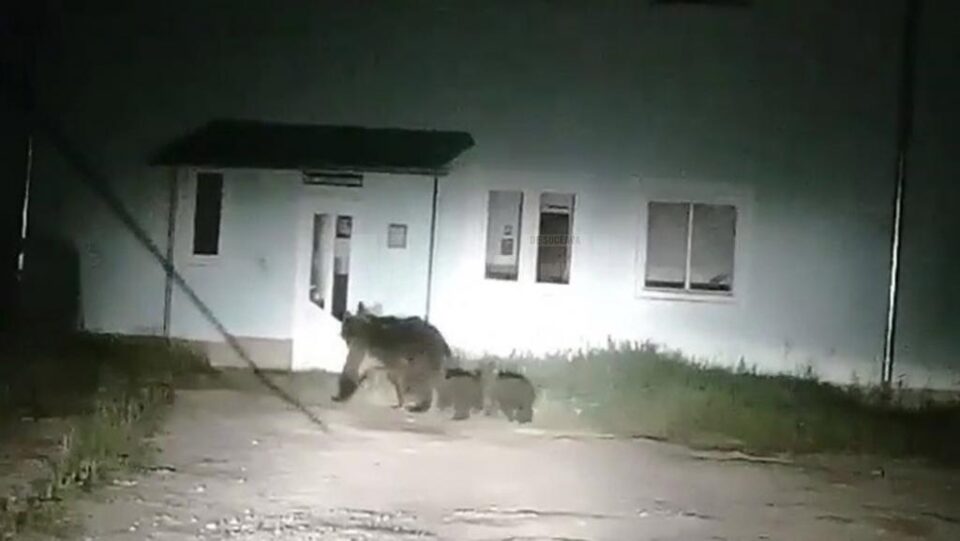 Ursoaica cu pui, în fața fostului dispensar, pe strada Căprioarei din Câmpulung Moldovenesc