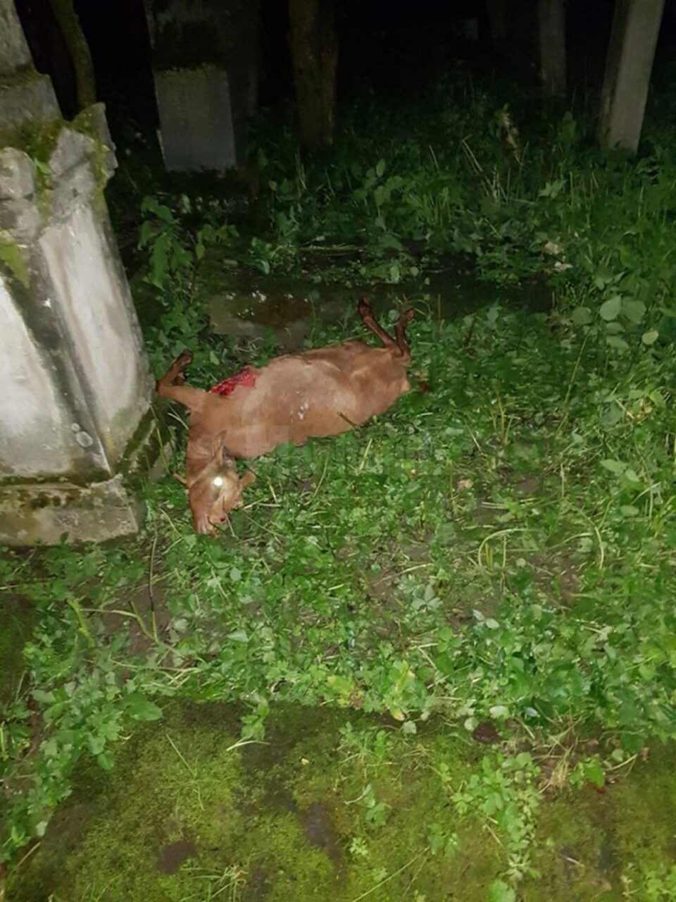 Ursoaica cu pui care îi terorizează pe locuitorii din Câmpulung Moldovenesc a omorât cinci capre