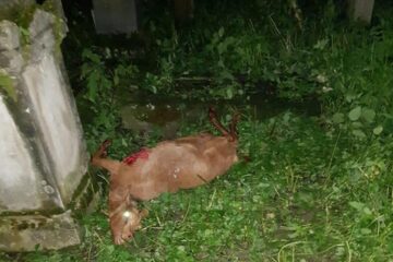 Ursoaica cu pui care îi terorizează pe locuitorii din Câmpulung Moldovenesc a omorât cinci capre