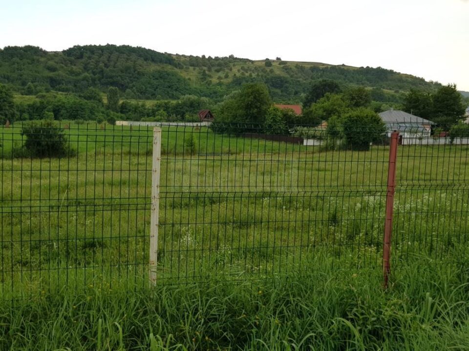 Terenul de sport din Pleșești a ajuns un soi de minijunglă, cu vegetație crescută excesiv și unde animalele pasc în voie