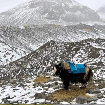 Iacul, o prezență inedită, specifică munților Himalaya, folosit pentru expedițiile montane