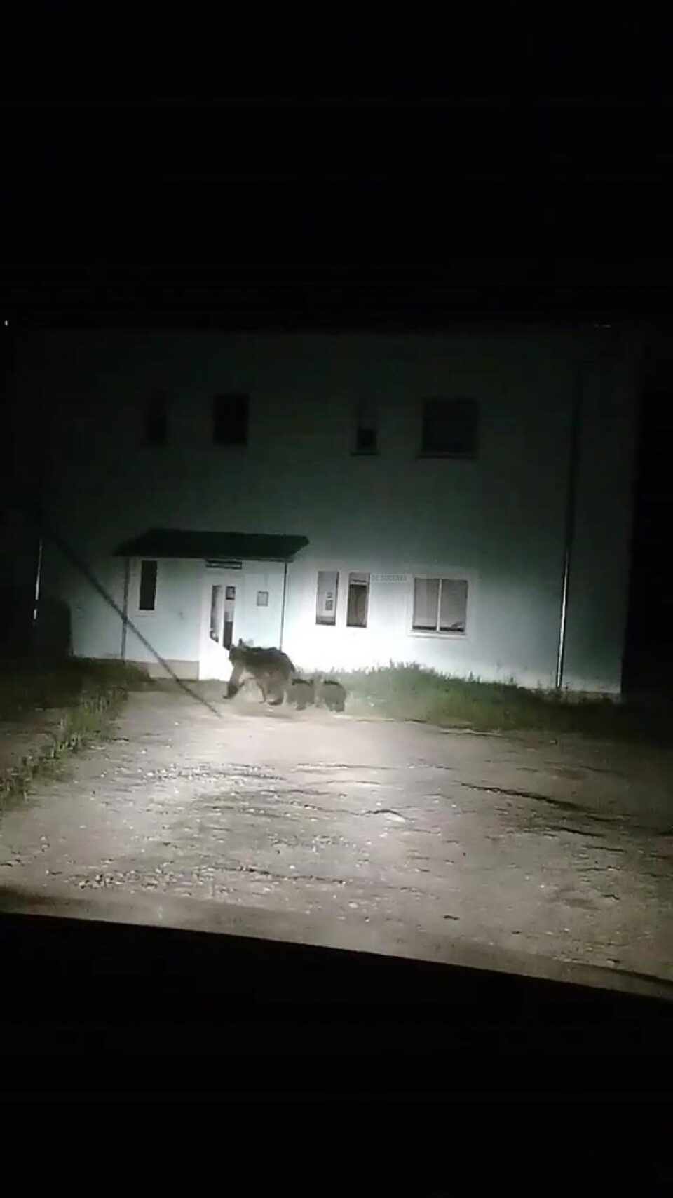 Ursoaica cu pui de la Câmpulung Moldovenesc va fi mutată într-o altă pădure din județul Suceava Ursoaica cu pui de la Câmpulung Moldovenesc va fi mutată într-o altă pădure din județul Suceava