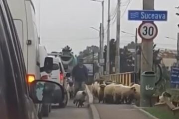 Turma oi pe podul de la Ițcani